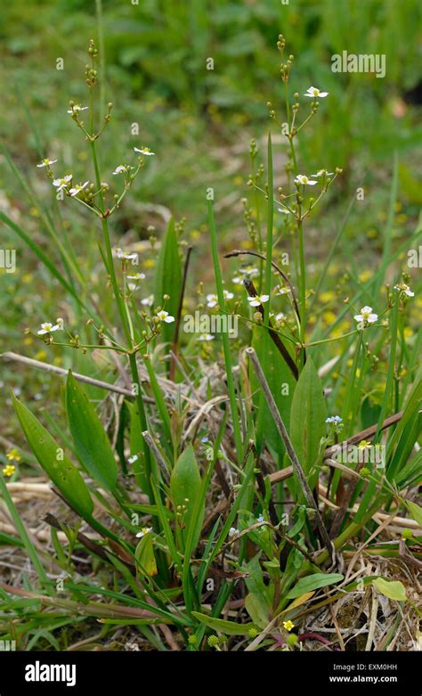 Common Water Plantain Alisma Plantago Aquatica Marsh Plant Stock