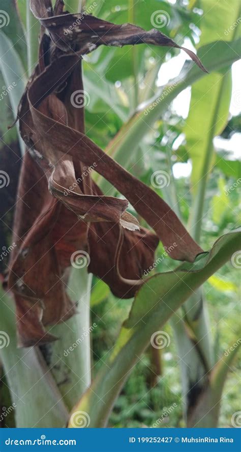 The Natural Beauty Of Aceh Indonesia Stock Image Image Of Indonesia