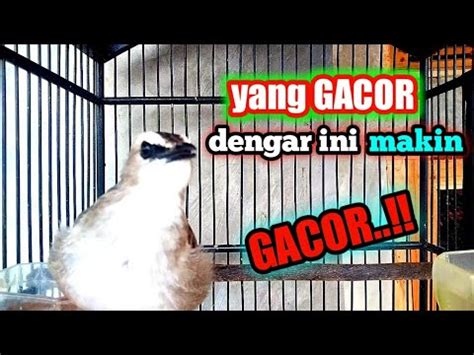 Trucukan Gacor Semakin Gacor Dengar Suara Trucuk Ini Ropel Ngerol Uplik