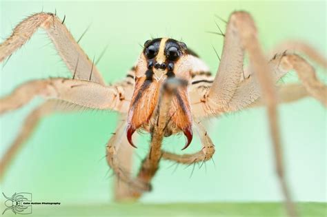 Pin By Johnny Rook On Arachnids And Insects Wolf Spider Spider Wolf