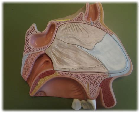 Nasal Cavity Somso Midsagittal View Showing Septum Diagram Quizlet