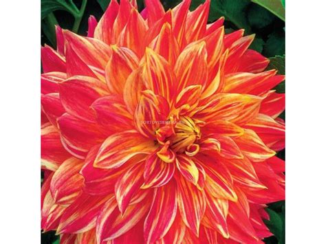 Далия Dahlia decorative Tyler James 1 коренище Далии LSCH