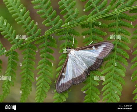 Box Tree Moth Cydalima Perspectalis Introduced Species Adult Resting