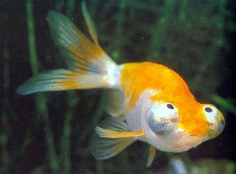 Goldfish Care, Breeds and Goldfish Diseases | HubPages