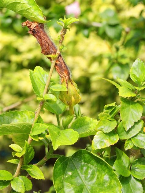 Hibiscus Diseases White Spots