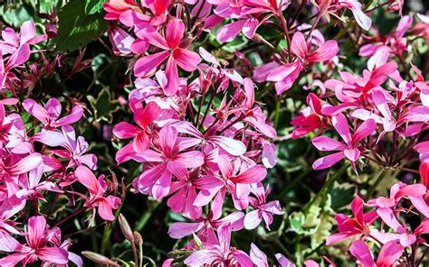 Plantas Angiospermas Tipos y Características BioEnciclopedia