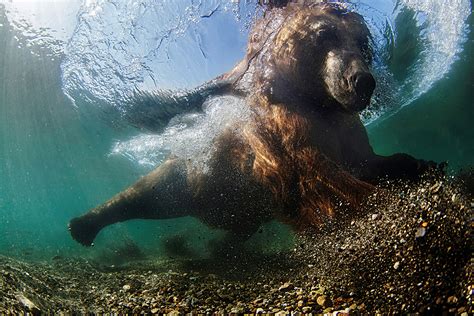 Underwater Photographer Of The Year 2016 Breathtaking Photos From