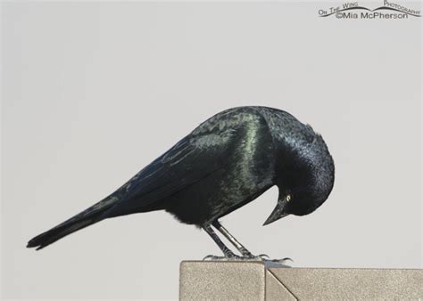 Adult Brewers Blackbird Male Checking Out His Feet On The Wing