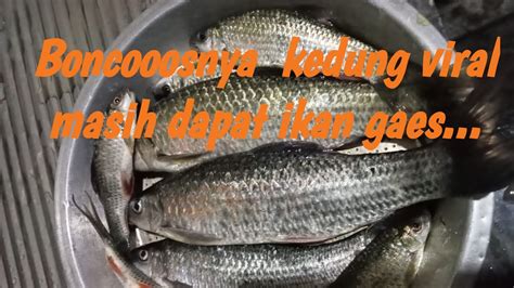 Mancing Melm Di Kedung Viral Tumpeng Ternyata Boncos Gaes Boncos