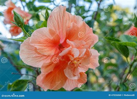 Peach Colored Tropical Hibiscus Stock Photo Image 47026060