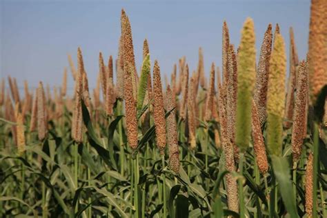 Milheto como acertar no cultivo e as vantagens para a agropecuária