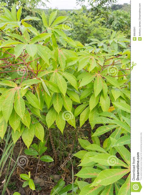 Cassava Plant Stock Image Image Of Countryside Plants 89642641