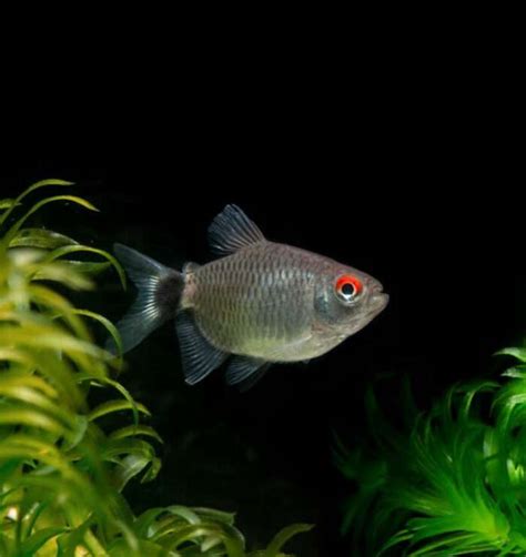 Balloon Red Eye Tetra Aquarist Hub