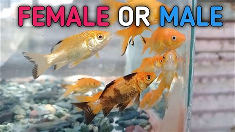 How To Identify The Gender Of Your Goldfish Paano Malaman Kung