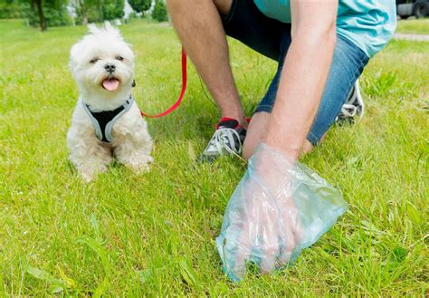 【獣医師監修】犬のうんちの回数・形状・臭いや見た目などからわかることは？考えられる健康状態や病気のサインについて解説ワンクォール