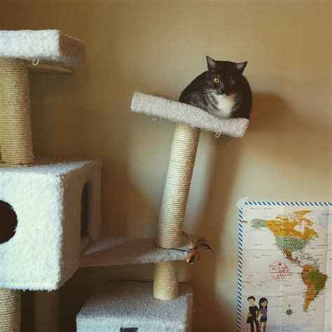 Honestly These Cats Just Don T Seem Like They Give A Fuck