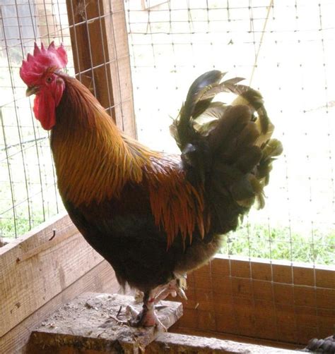 My Dark Eggs/Breeders of Pure French Marans - Black Copper Marans ...