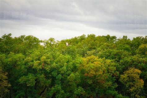 Sandhill Cranes Fly Across A Tree Line On A Cloudy Stormy Sky Stock