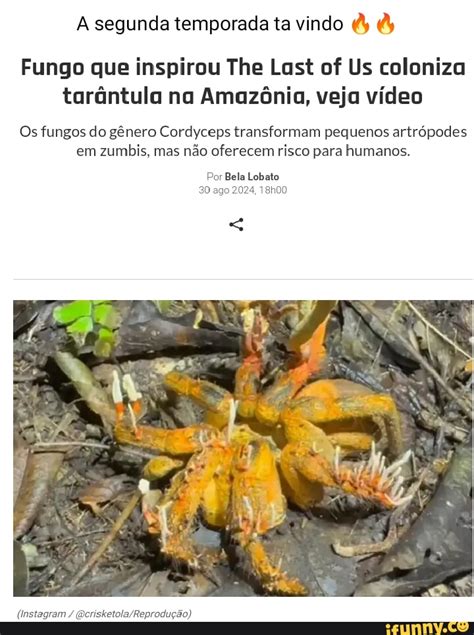 Fungo que inspirou The Last of Us coloniza tarântula na Amazônia veja