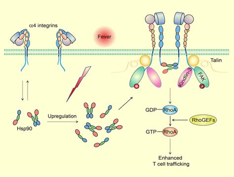 Fever Helps Fight Off Infection By Altering Immune Cells Scinews