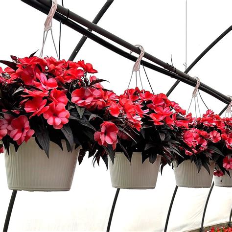 New Guinea Impatiens Hanging Basket- Assorted Colors from Babikow ...