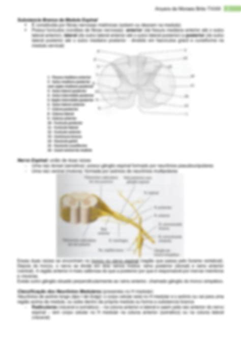 SOLUTION Anatomia Macrosc Pica E Microsc Pica Da Medula Espinal