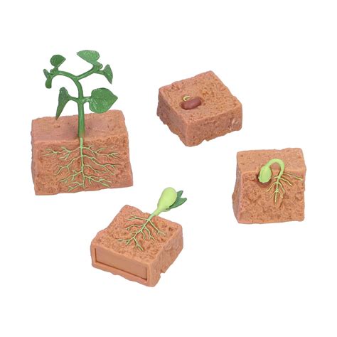 Buy Zerodis Life Cycle Of A Green Bean Beans Growth Stage Model