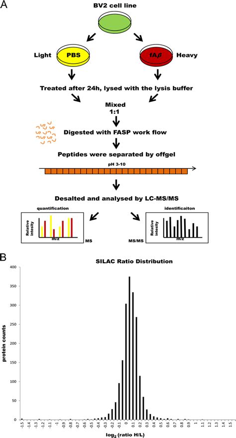 Silac Workflow And Protein Quantification Analysis A A Schematic