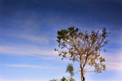 Lonely Tree In Autumn Against Sunset Sky Stock Image Image Of Nature