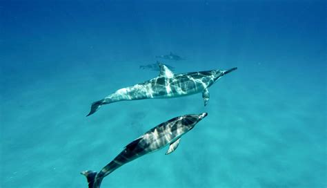 Watch me alexis evans leaks