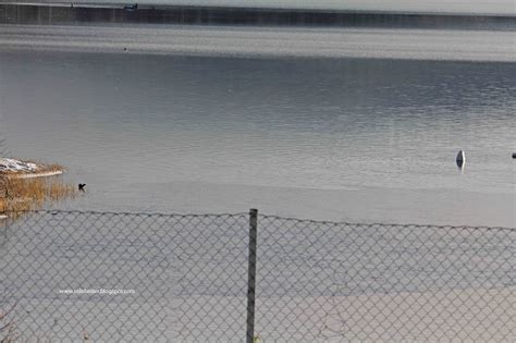 Mighty Fine Tits Focusing On Wildlife