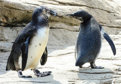 Marine Animals - Bronx Zoo