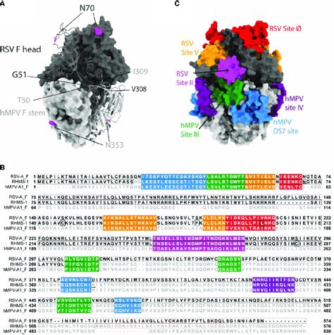 RHMS 1 Protein Design A The Diagram Generated With The Head Gray