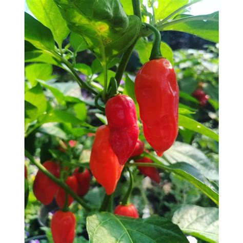 Jual Bibit Buah Cabai Gendot Cabe Gendol Cabai Habanero Shopee