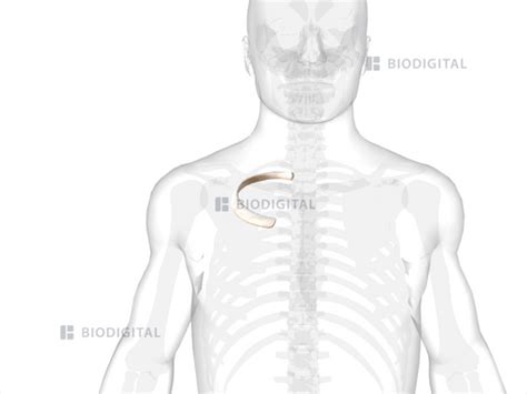 Right Second Rib Biodigital Anatomy