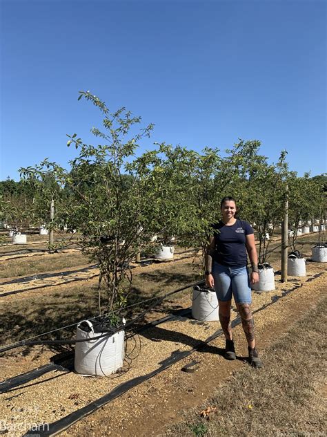 Amelanchier Lamarckii Multi Stem Tree For Sale Barcham Trees