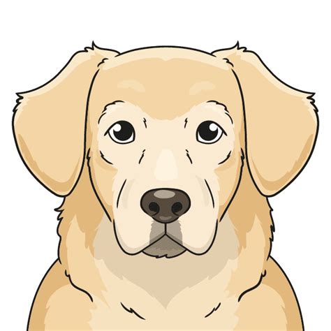 draw  realistic golden retriever face
