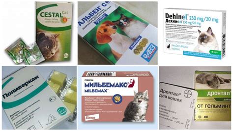 Средство от глистов для кошек - какое лекарство лучше