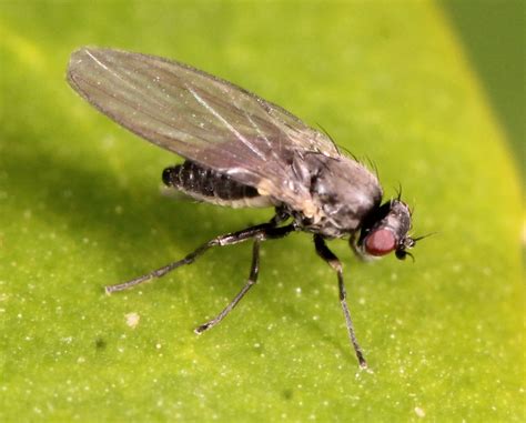 Diptera Info Discussion Forum Agromyzidae Aulagromyza Hendeliana