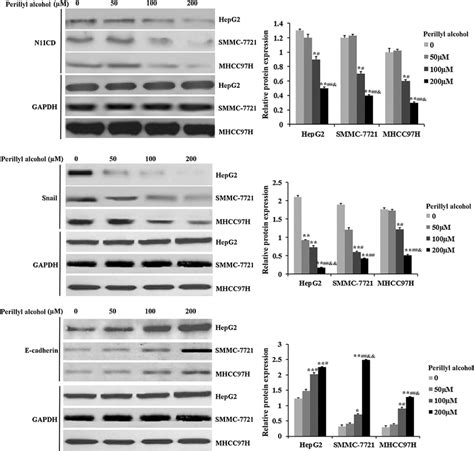 Perillyl Alcohol Inhibited N1icd And Snail Protein Expression Level And Download Scientific