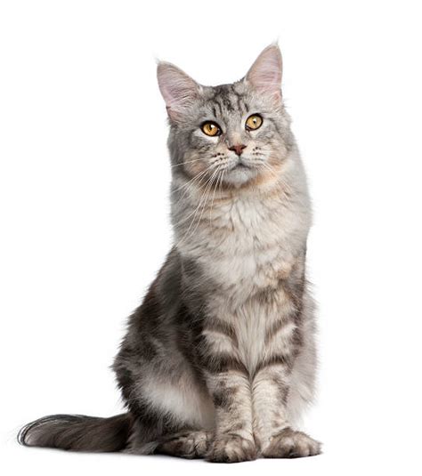 27300 Gato Maine Coon Fotografías De Stock Fotos E Imágenes Libres