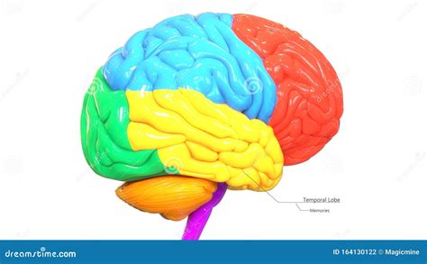 Central Organ Of Human Nervous System Brain Lobes Temporal Lobe Anatomy