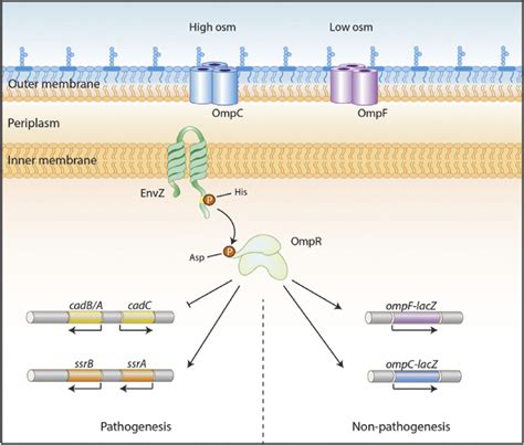 Schematic View Of Envz Ompr Regulation The Hk Envz Exists With N And