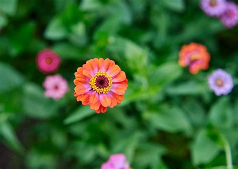 Lilliput Mix - Zinnia Seeds – Bucktown Seed Company