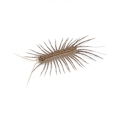 House Centipede Larva