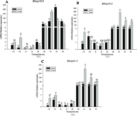 Relative Mrna Expression Levels Relative Mrna Expression Levels Of A