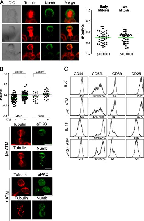 Polarity Network Orchestrates Asymmetric Distribution Of The Cell Fate Download Scientific