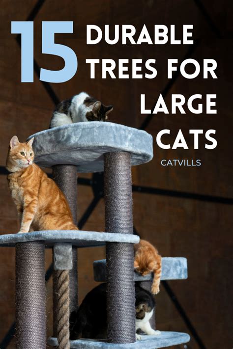 Sturdy Cat Trees For Large Cats That Guarantee Endless Fun In 2024