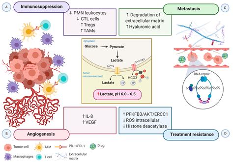 IJMS Free Full Text Targeting Hypoxia Driven Metabolic