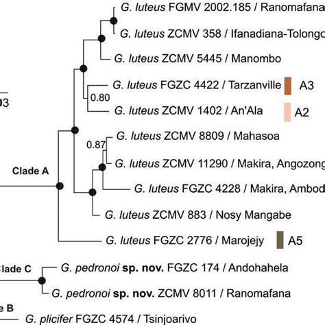 Majority Rule Consensus Tree From A Partitioned Bayesian Phylogenetic